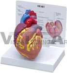 Cutaway Heart Model